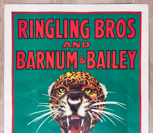 c.1950 Ringling Bros and Barnum & Bailey Circus Tiger