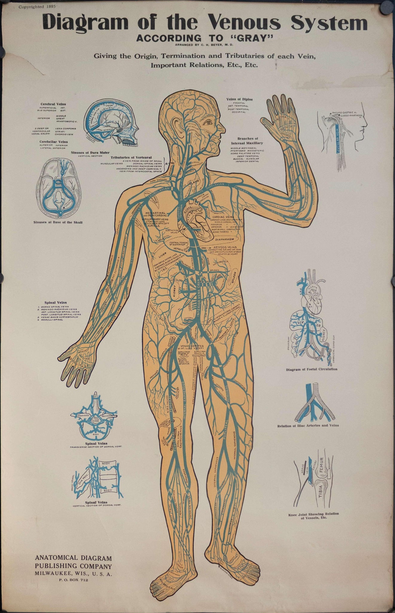 1895 Diagram of the Venous System Anatomical Chart - Golden Age Posters