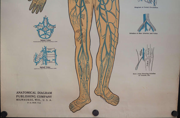 1895 Diagram of the Venous System Anatomical Chart - Golden Age Posters