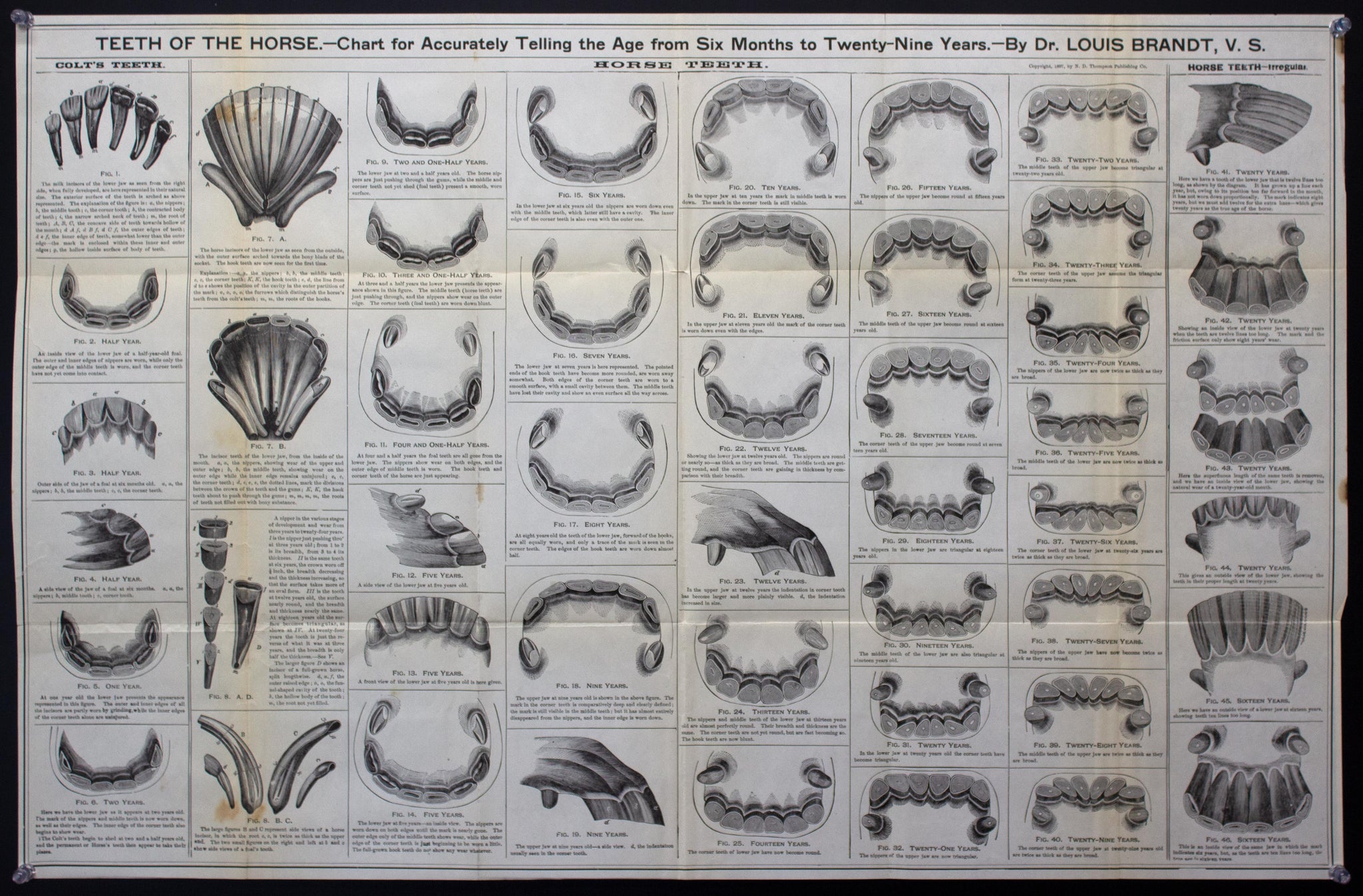 1897 Teeth Of The Horse Chart For Accurately Telling Age Dr Louis Brandt Veterinary