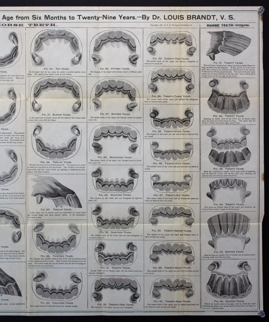 Horse Teeth Age Chart