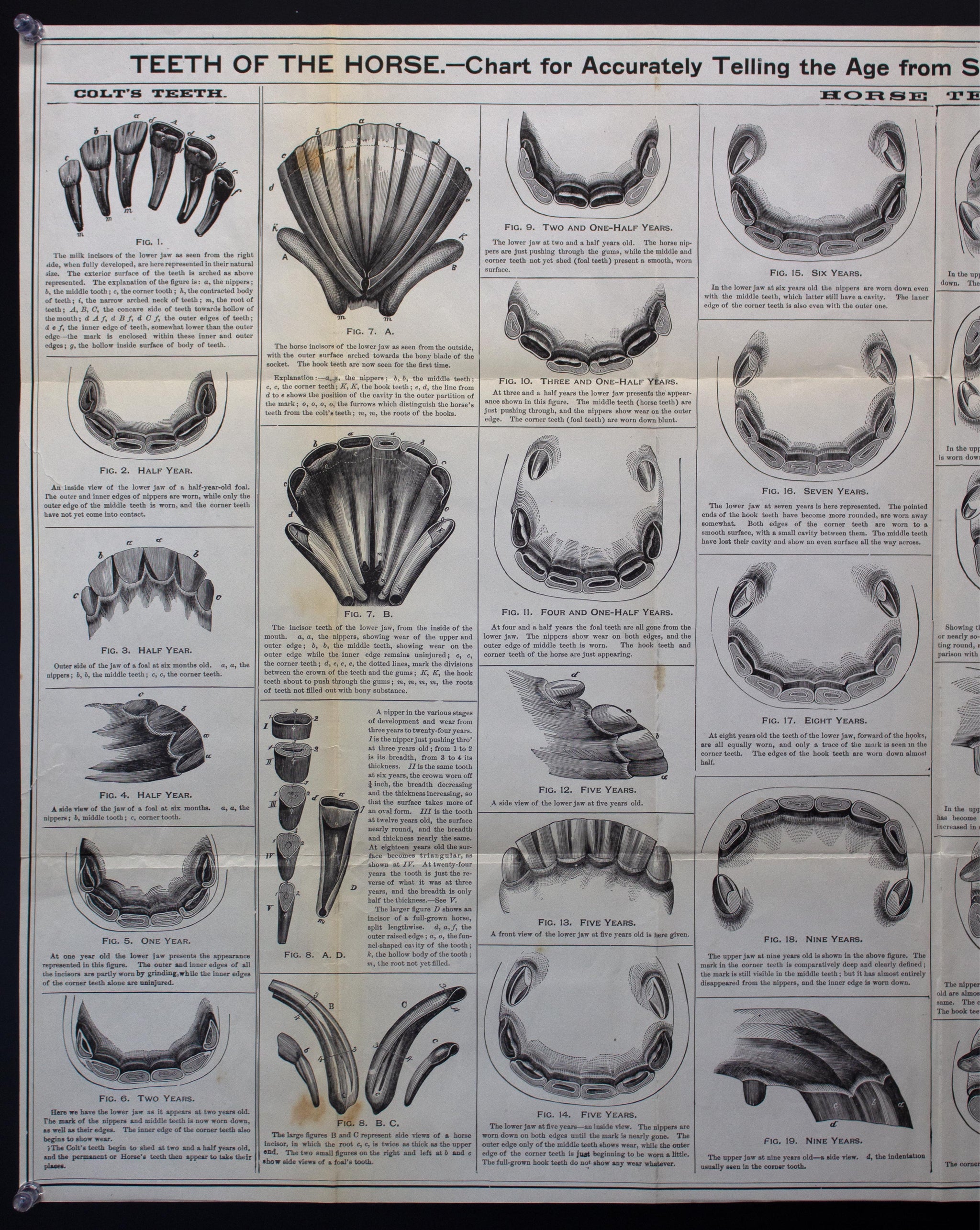 Horse Teeth Age Chart Estimating Cattle Age Using Dentition