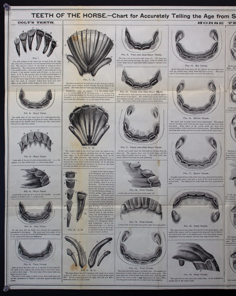 1897 Teeth Of The Horse Chart For Accurately Telling Age Dr Louis Brandt Veterinary
