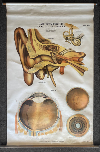 1918 America Frohse Anatomical Chart Human Ear Eye Nystrom Max Brodel