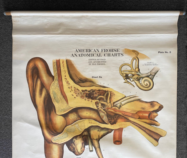 1918 America Frohse Anatomical Chart Human Ear Eye Nystrom Max Brodel