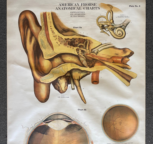 1918 America Frohse Anatomical Chart Human Ear Eye Nystrom Max Brodel